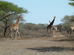 10-Giraffes at Nisala Safaries